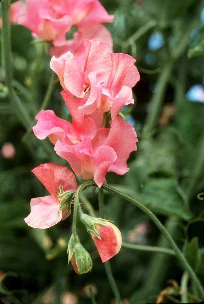 Sweet Peas Watermelon 15 stems per bunch from Kay's BouKays
