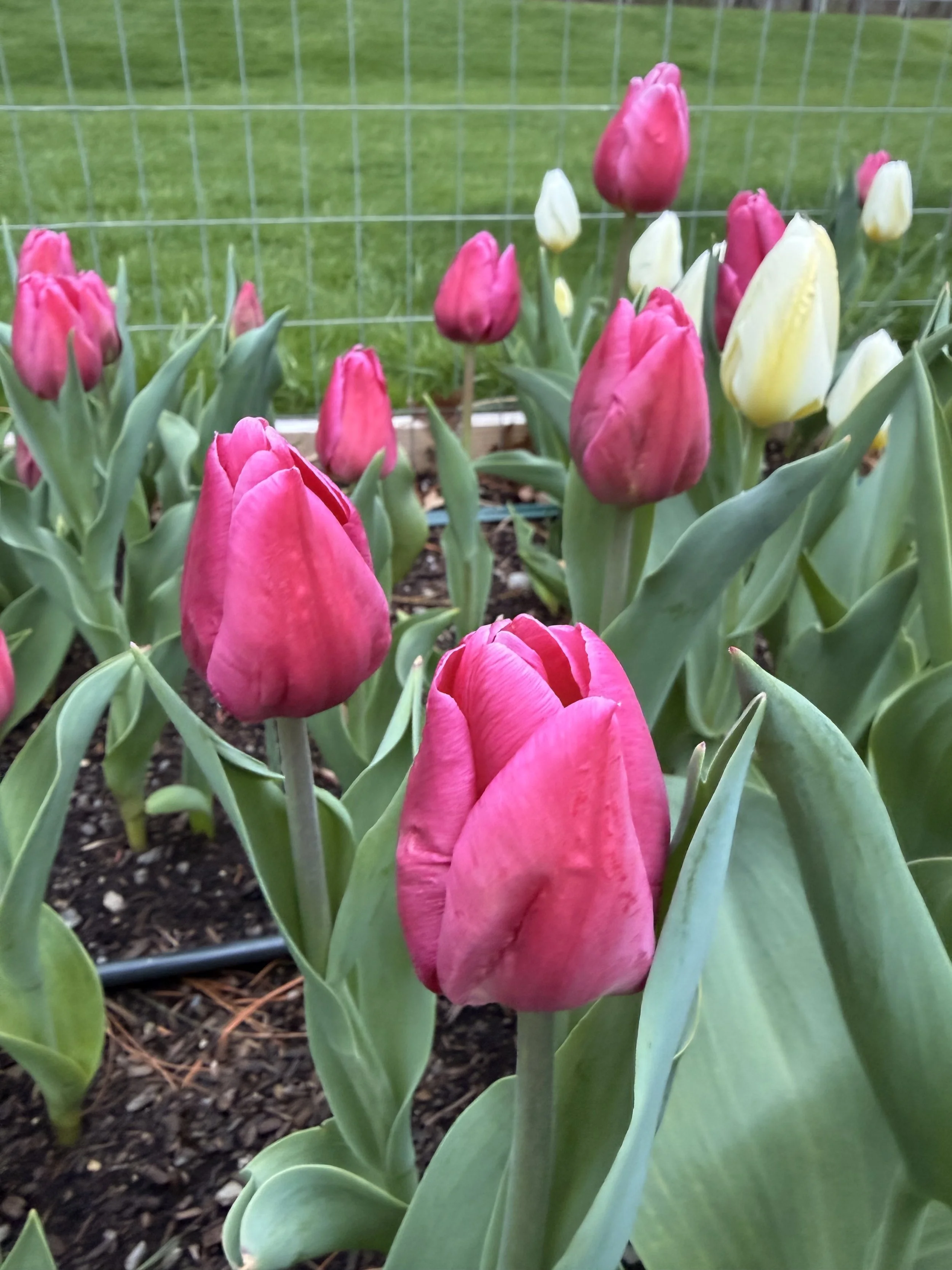 IMG_0077-preview 2.jpg