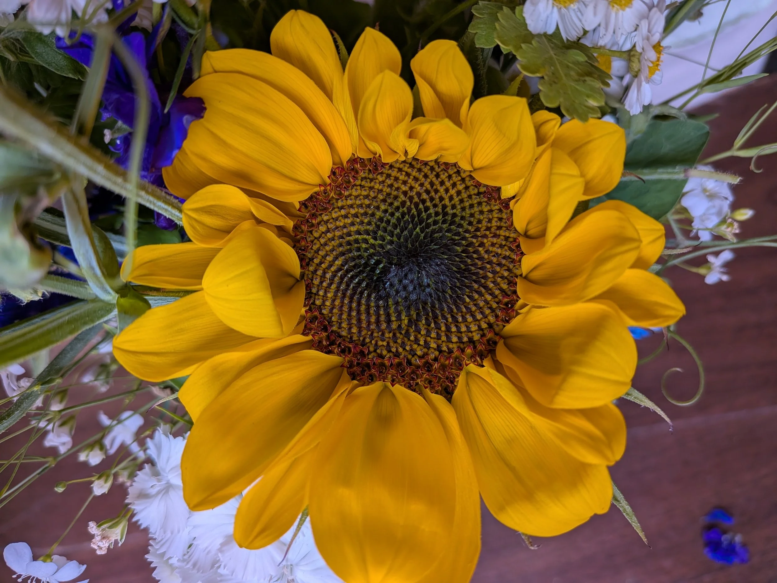 Procut Vincent's Choice Sunflower-sold by the stem from Kay's BouKays