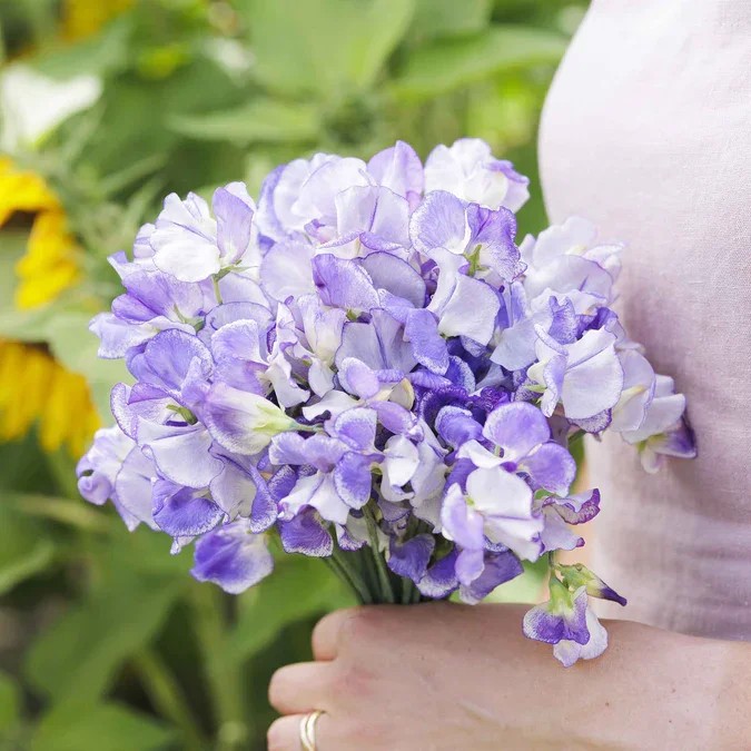 sweet-pea-blue-ripple-mac-1.jpg.webp