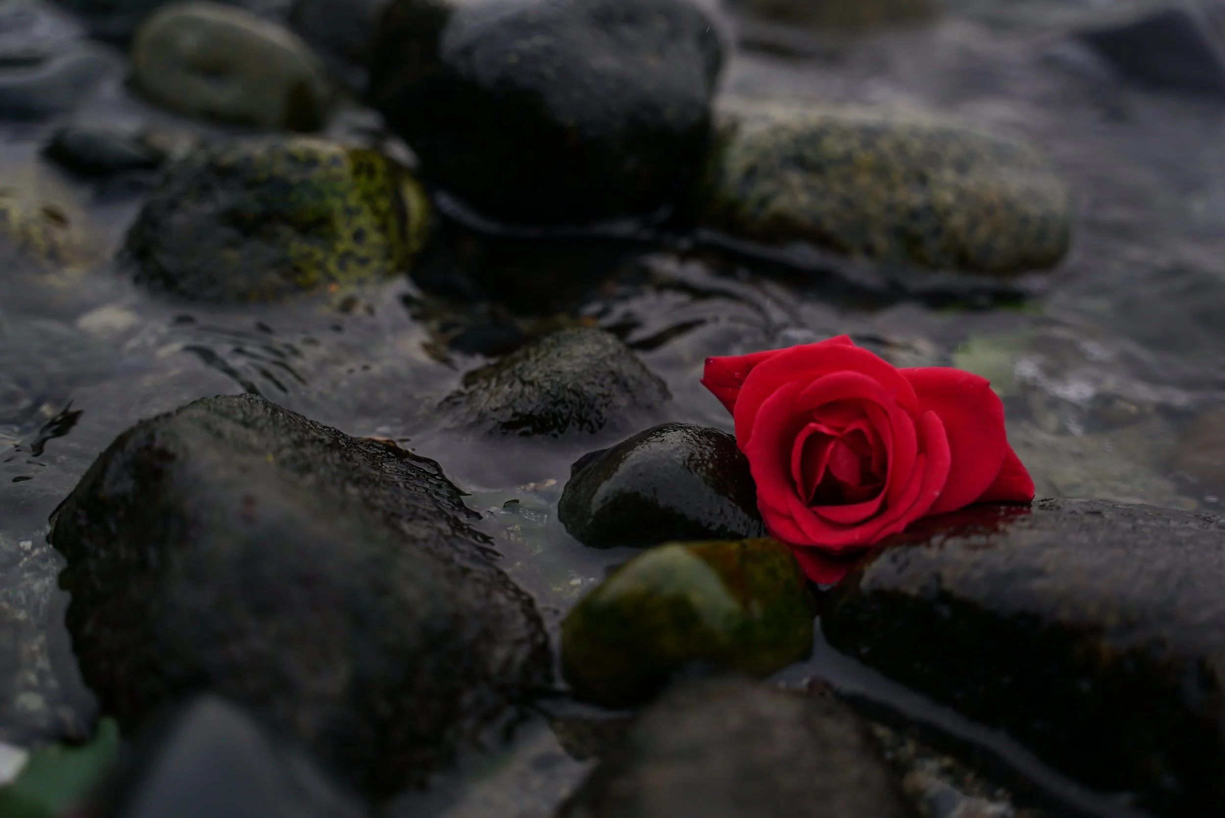 A red rose lying on wet, dark rocks in a shallow stream.