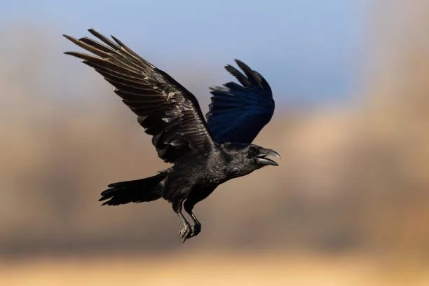 A black bird in flight with its wings spread wide against a blurred sky background.