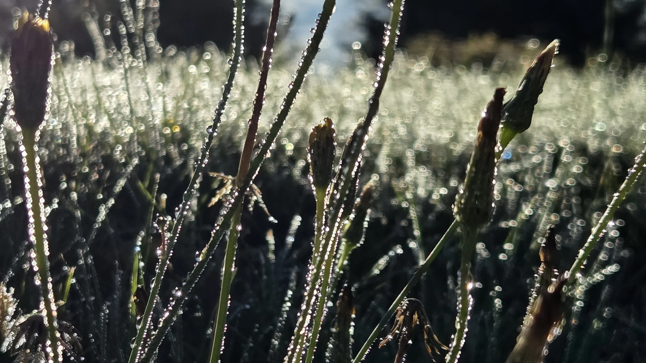 Close-up of grass blades with dew drops in sunlight, creating bokeh background with sparkling light reflections.