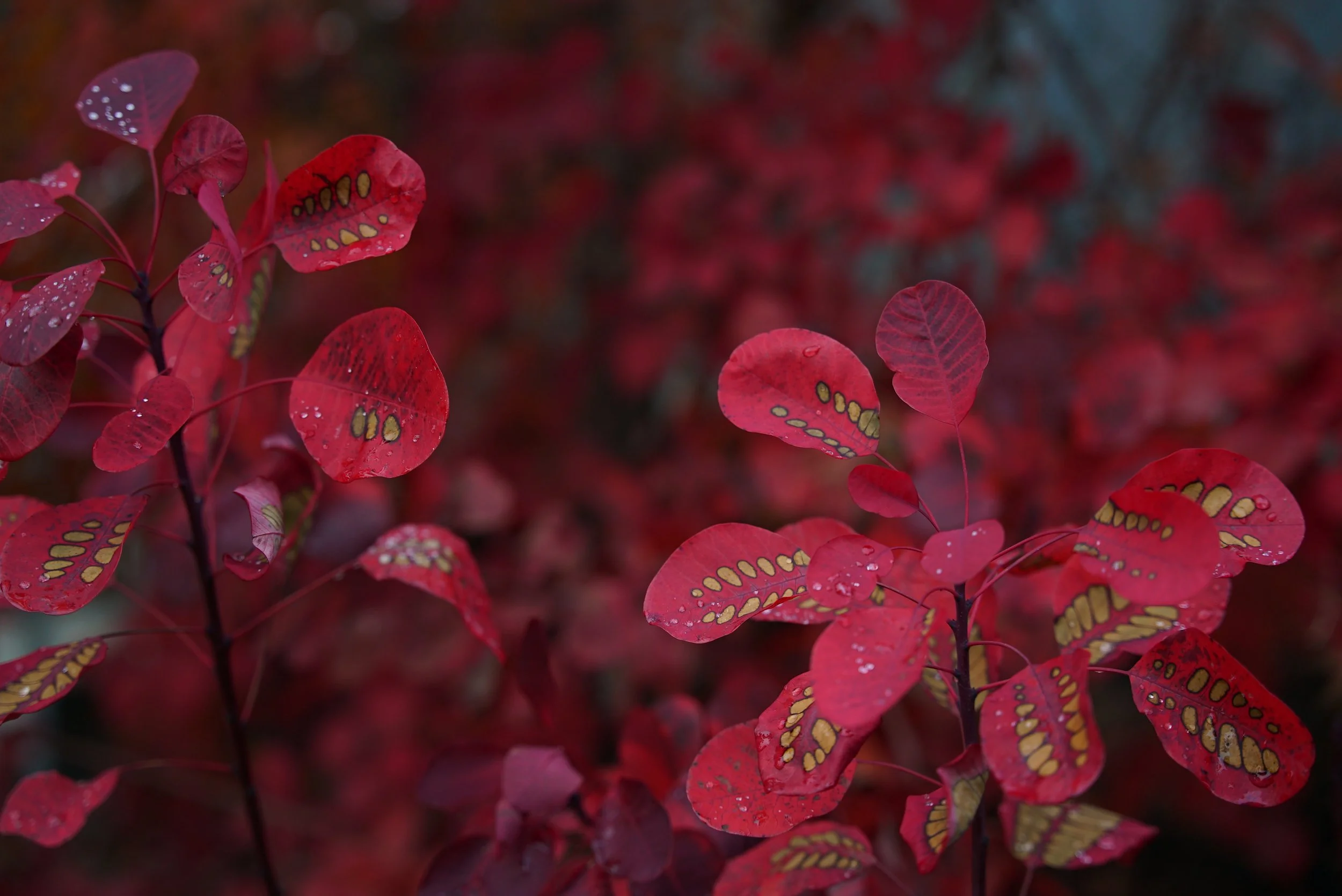 Close-up of red leaves with yellow and black markings and water droplets on some leaves, blurred red foliage in the background.