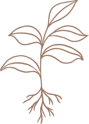 Line drawing of a plant with leaves and roots.