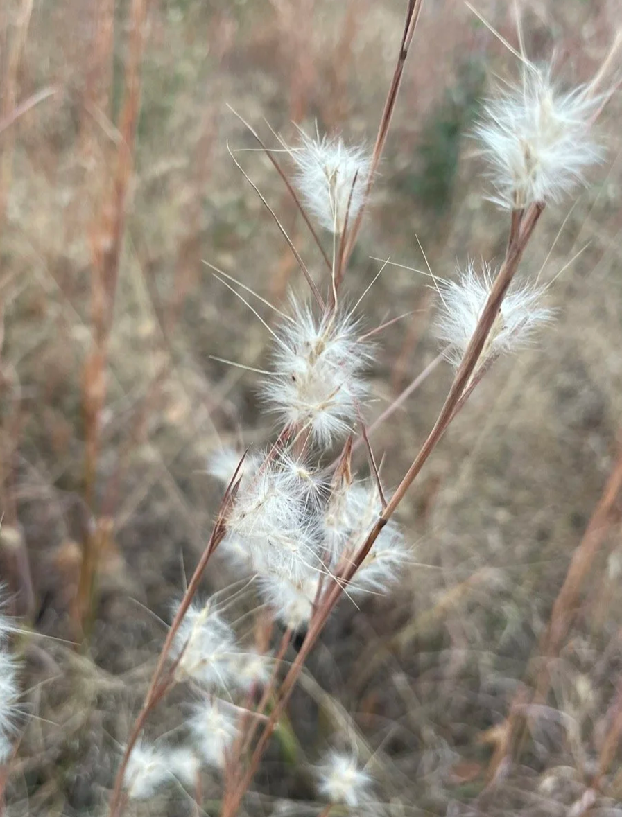 Splitbeard Bluestem, Andropogon ternerius