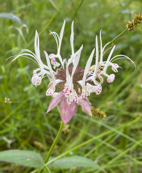 Russel's Beebalm, Monarda russeliana
