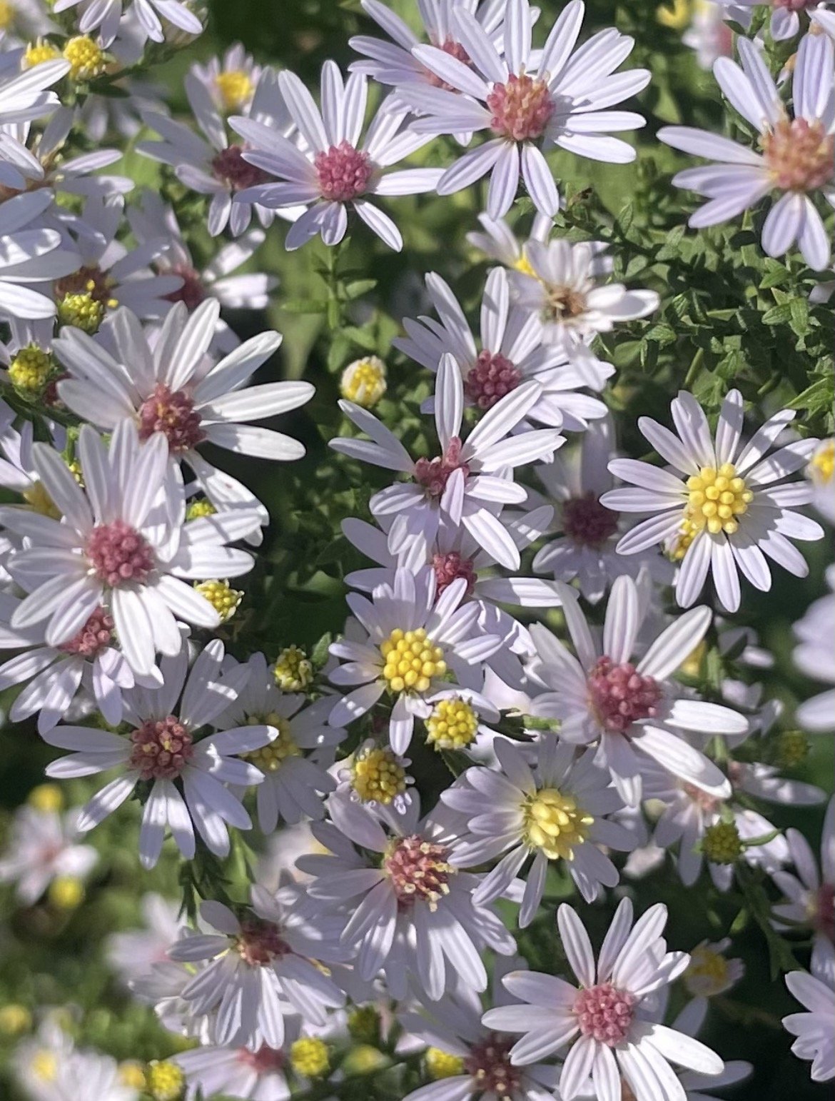 Drummond's Aster, Symphyotrichum drummondii