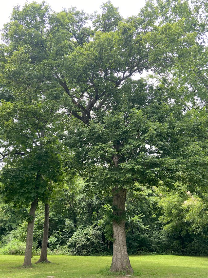 Chinkapin Oak, Quercus muhlenberghii
