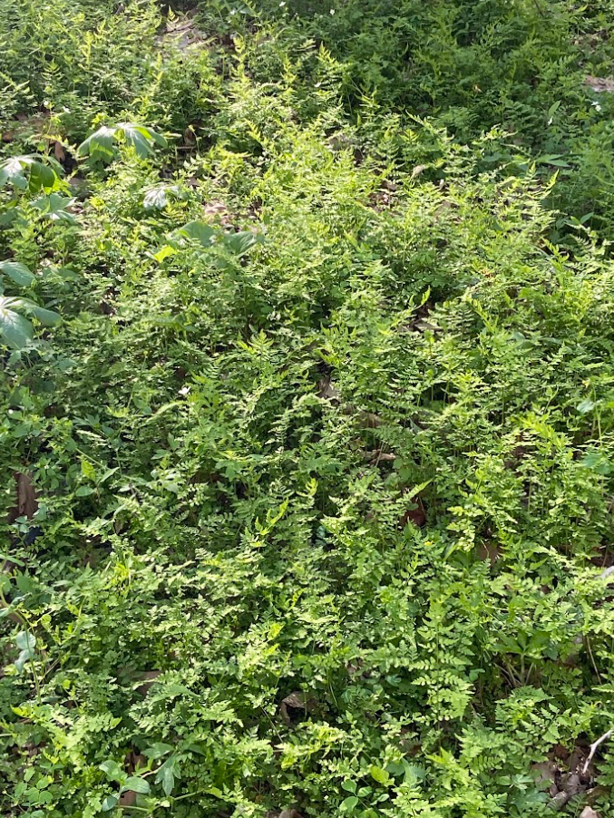 Lowland Brittlefern, Cysopteris protrusa