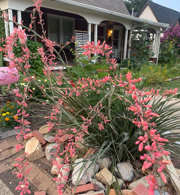 Red False Yucca, Hesperaloe parviflora
