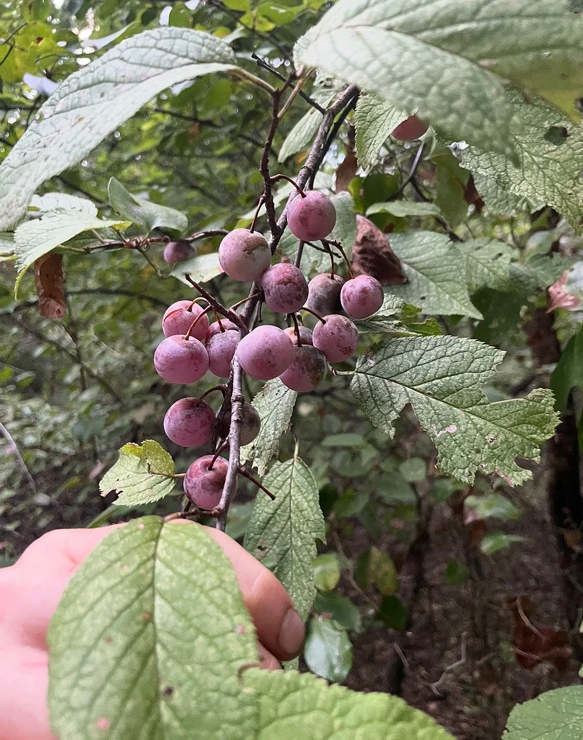 Mexican Plum, Prunus mexicana
