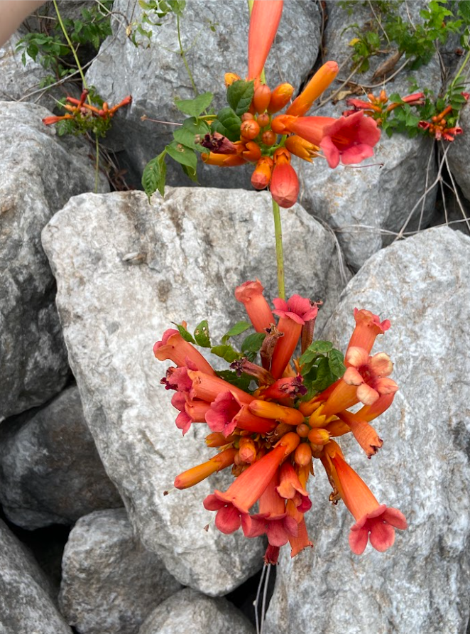 Trumpet Vine, Campsis radicans