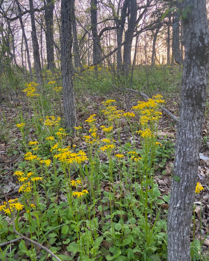 Round Leaf Ragwort, Packera obovata