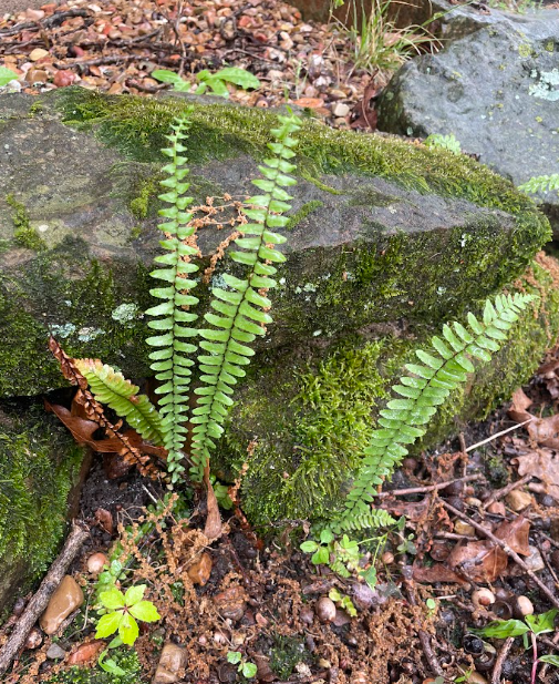 Ebony Spleenwort, Asplenium platyneuron