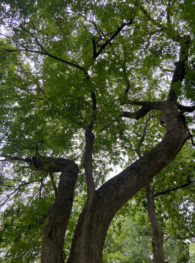 American Elm, Ulmus americana