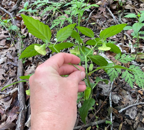 Clammy Ground Cherry, Physalis heterophylla