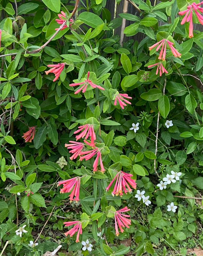 Coral Honeysuckle, Lonicera sempervirens