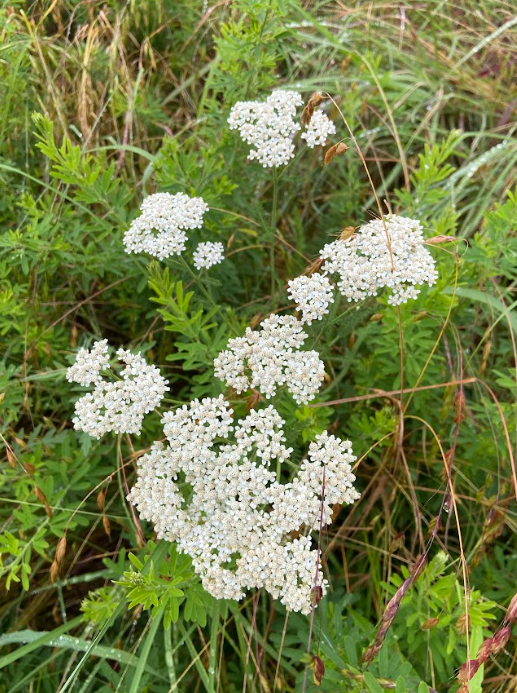 Common Yarrow, Achillea millefolia