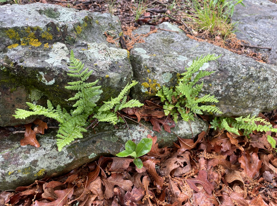 Blunt-lobed Cliff Fern, Woodsia obtusa