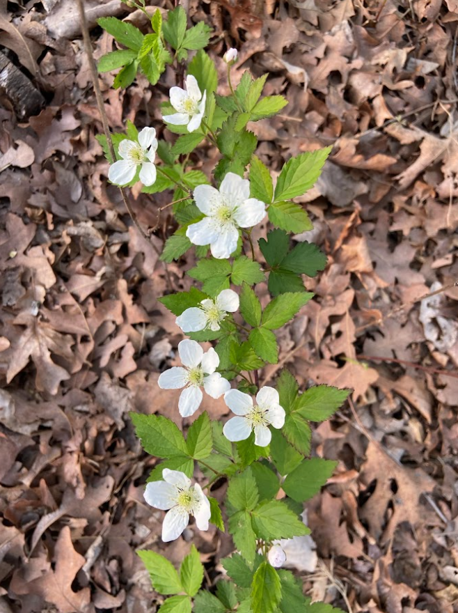 Southern Dewberry, Rubus trivialis
