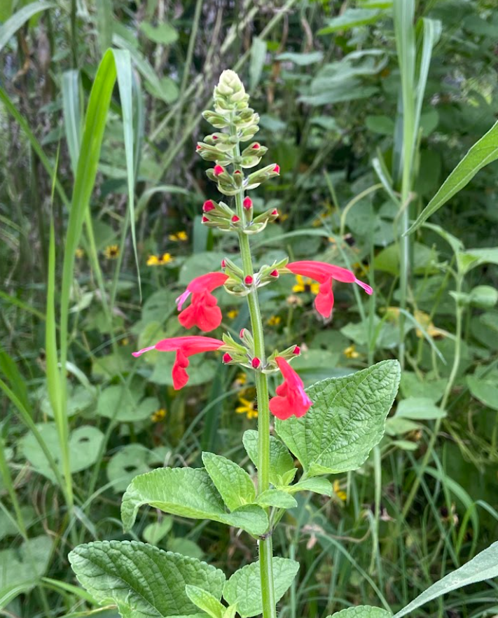 Scarlet Sage, Salvia coccinea