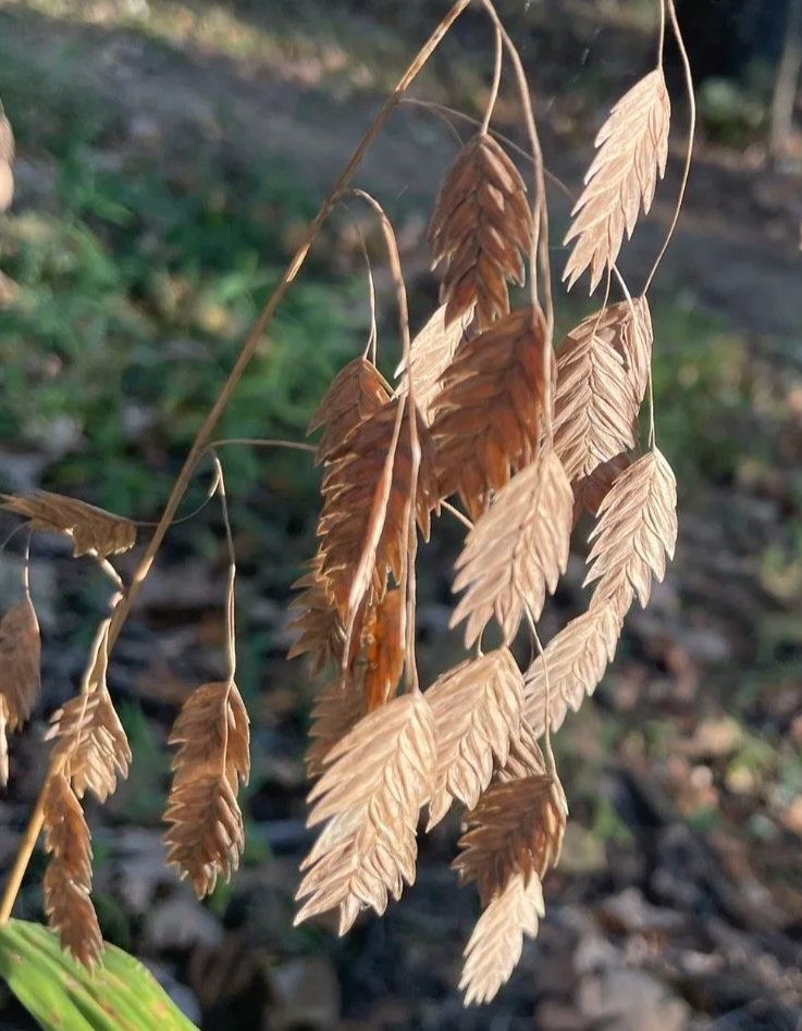 Inland Seaoats, Chasmanthium latifolium