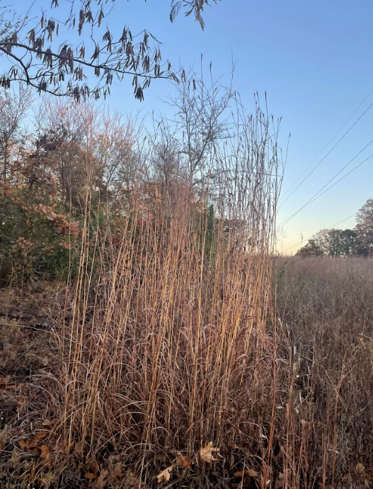 Big Bluestem, Andropogon gerardii