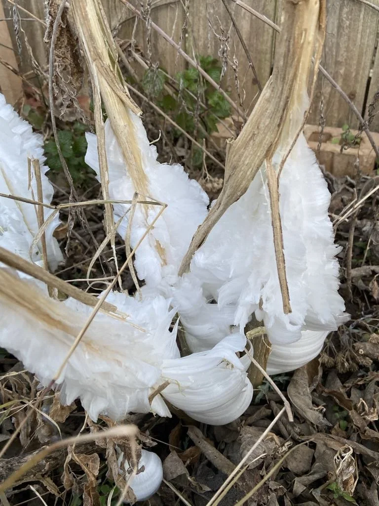 Frostweed, Verbesina virginica