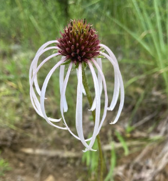 Pale Purple Coneflower, Echinacea pallida