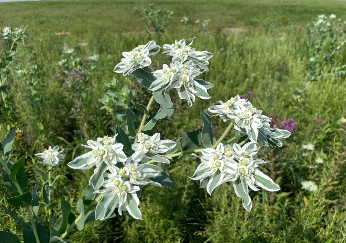 Snow-on-the-mountain, Euphorbia marginata