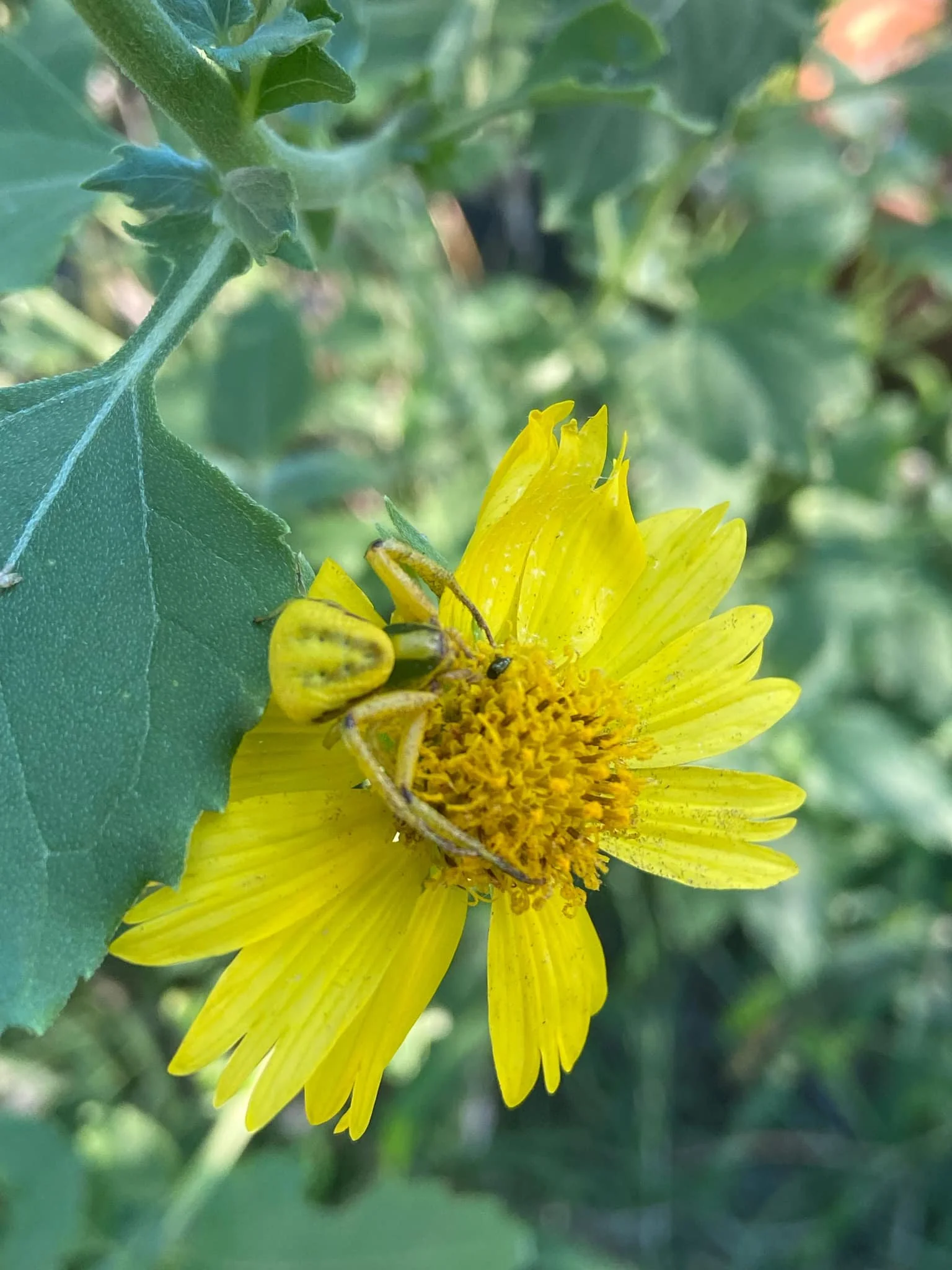 Cowpen Daisy, Verbesina encelioides
