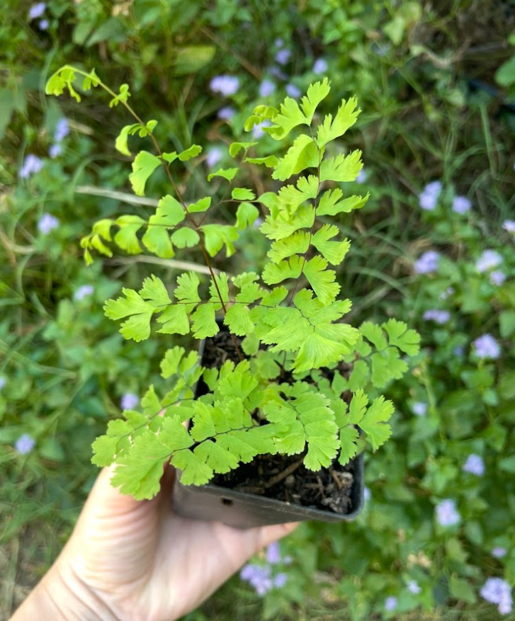 Northern Maidenhair Fern, Adiantum pedatum
