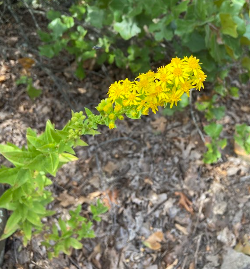 Downy Goldenrod, Solidago petiolaris