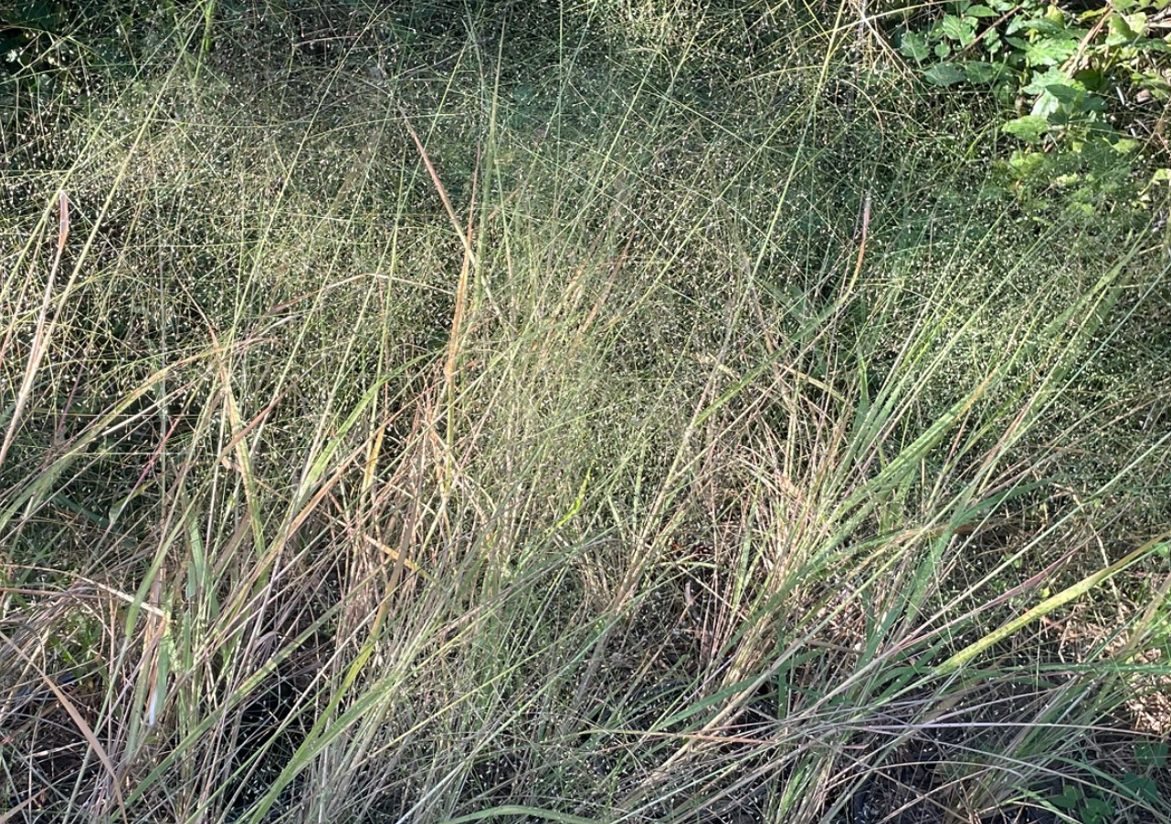 Bigtop Lovegrass, Eragrostis hirsutus