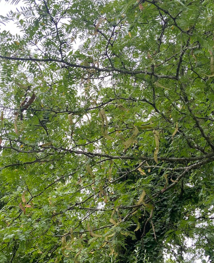 Honey Locust, Gleditsia triacanthos
