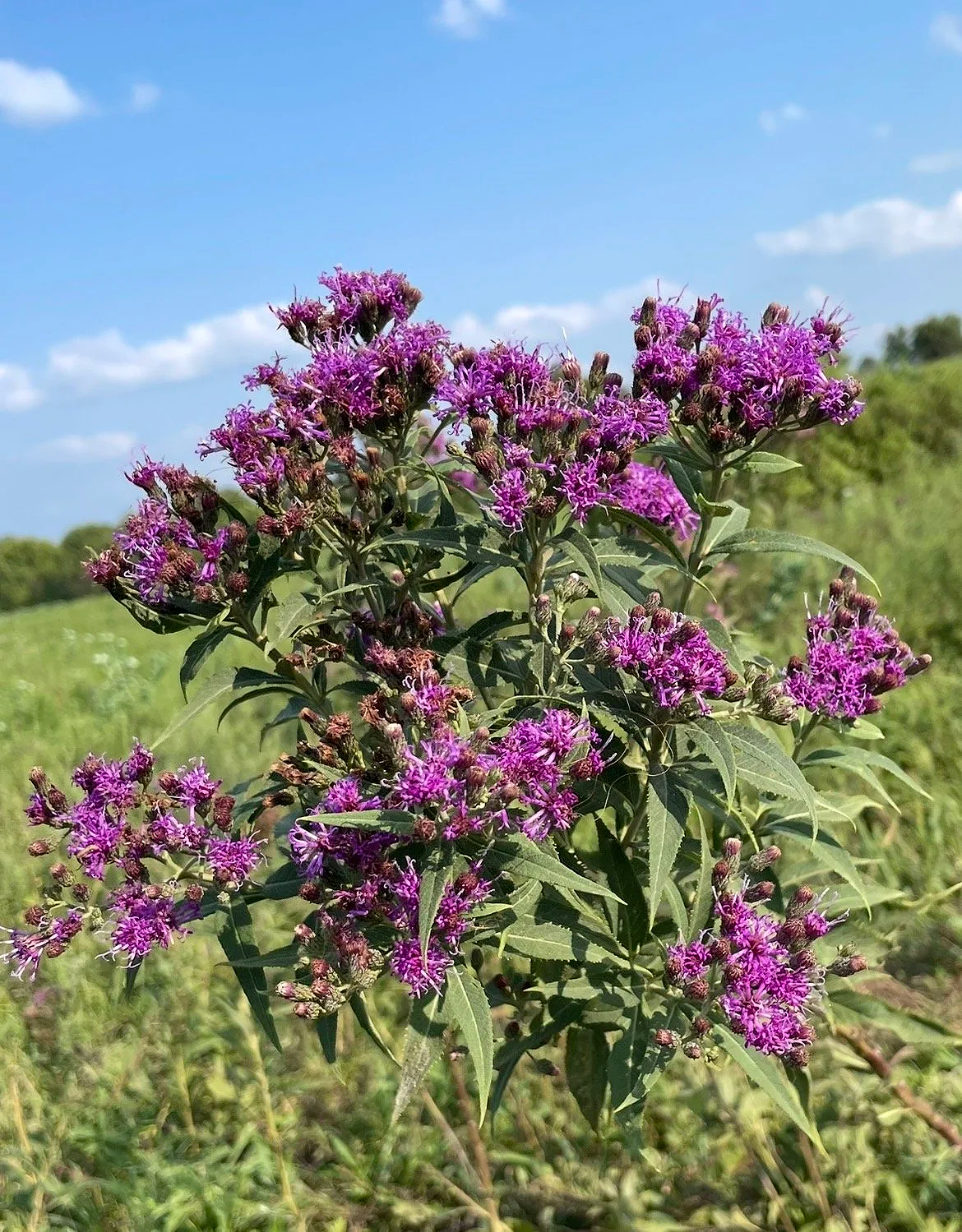WesternIronweed.png