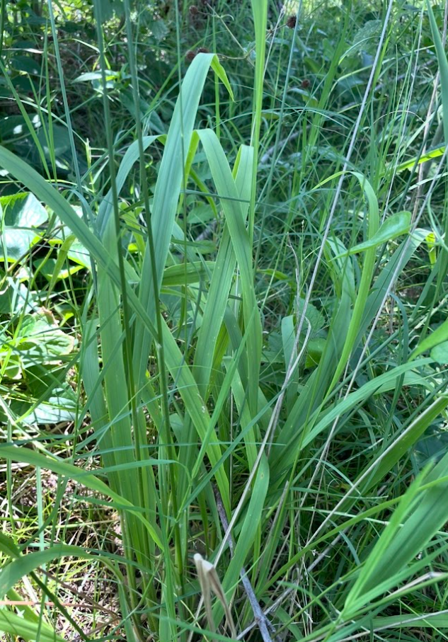 Longleaf Wood Oats, Chasmanthium sessiliflorum