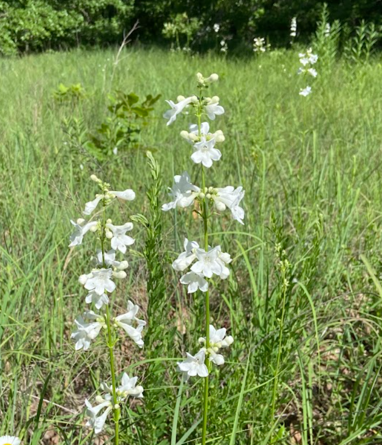 White Wand Penstemon, Penstemon tubaeflorus
