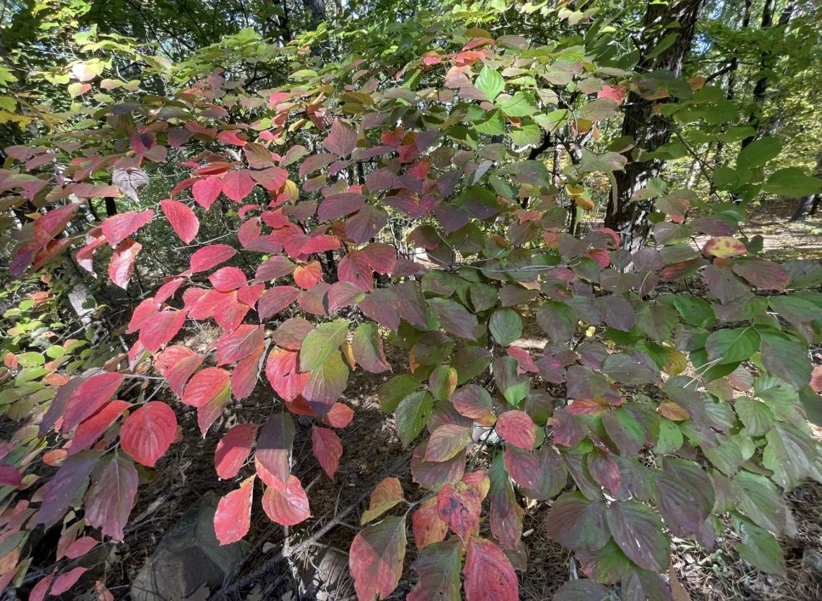 FloweringDogwood.PNG