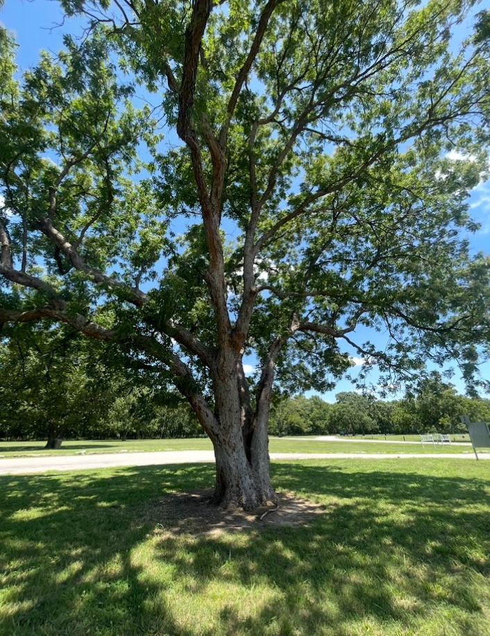 Soapberry, Sapindus saponaria