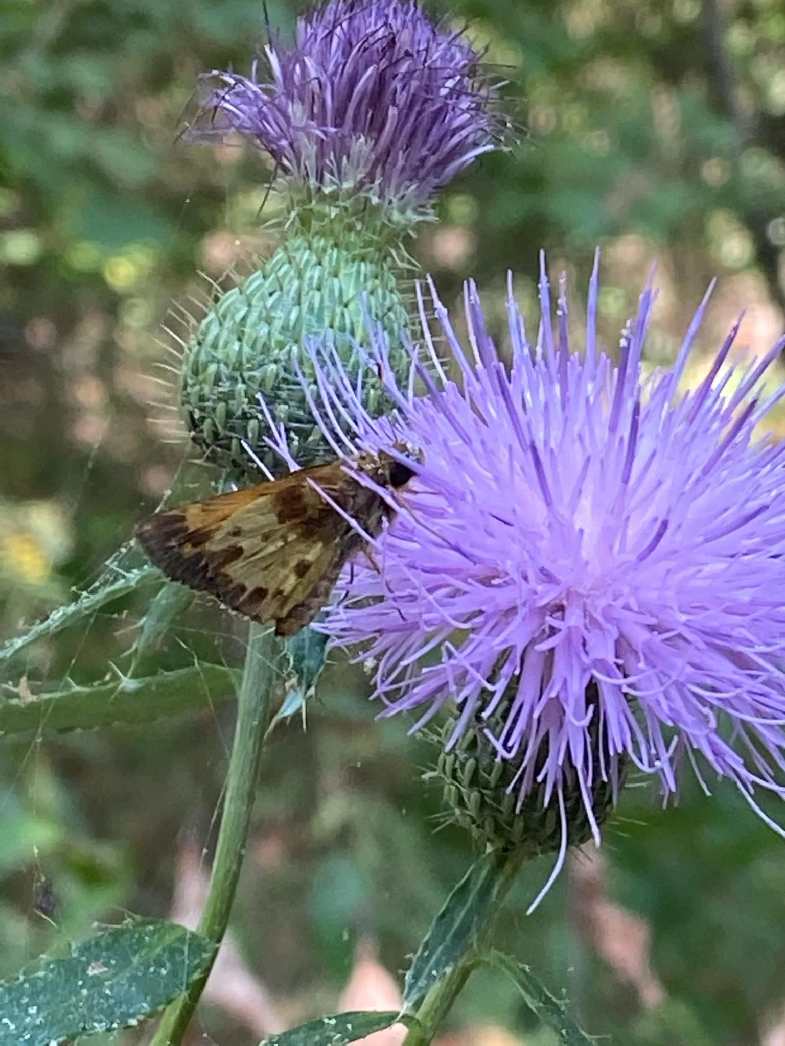 Tall Thistle, Cirsium altissima