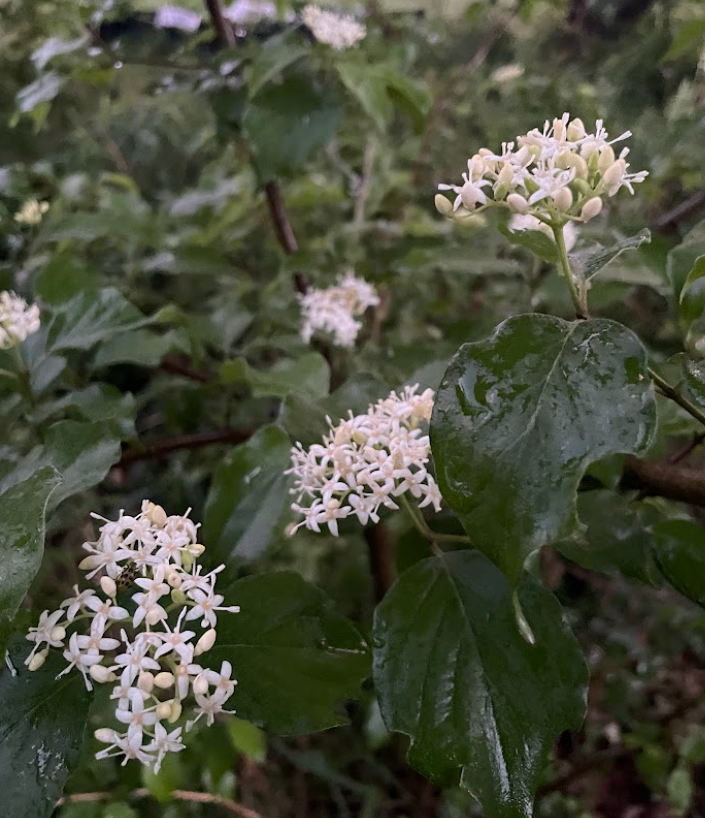 Roughleaf Dogwood, Cornus drummondii