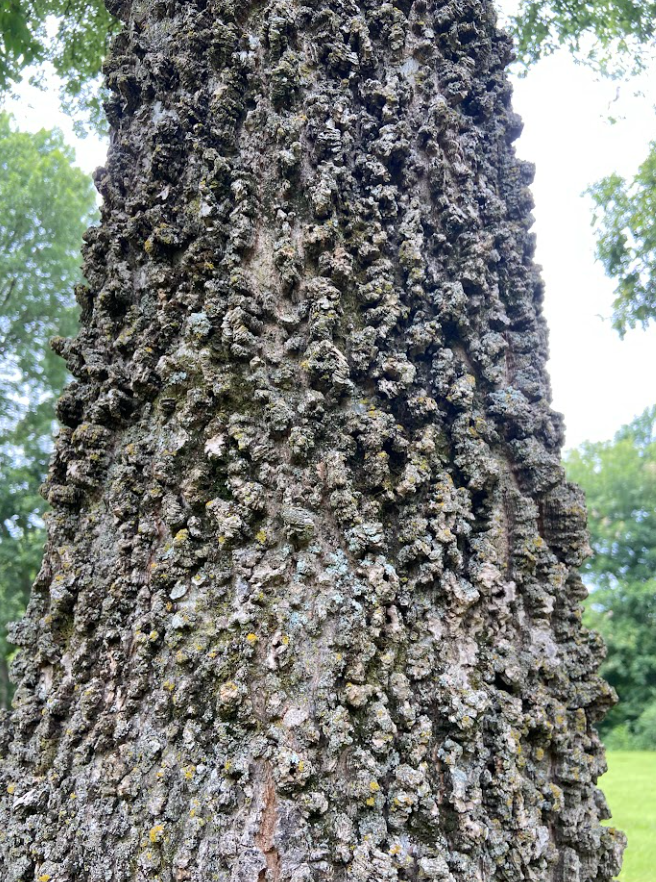 Northern Hackberry, Celtis occidentalis