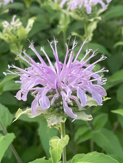 Wild Bergamot, Monarda fistulosa