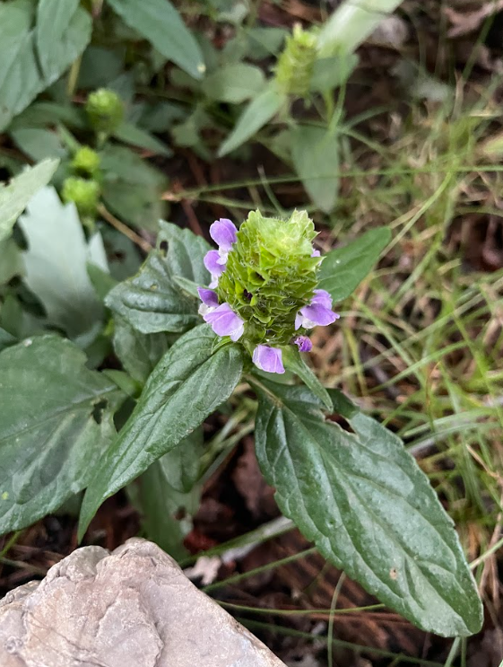 Self-heal, Prunella vulgare