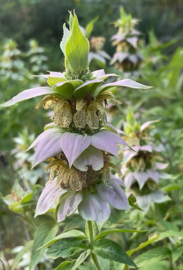 Spotted Beebalm, Monarda punctata