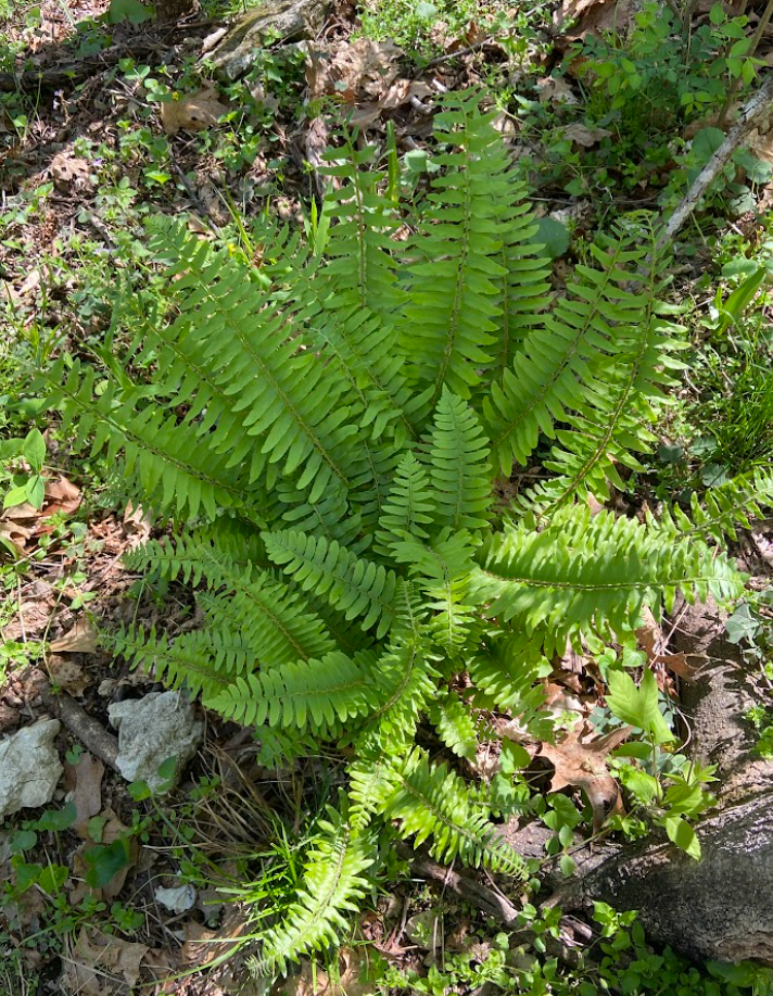 Christmas Fern, Polystichum acrostichoides