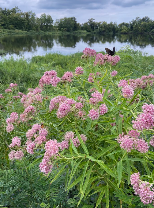 Swamp Milkweed, Asclepias incarnata