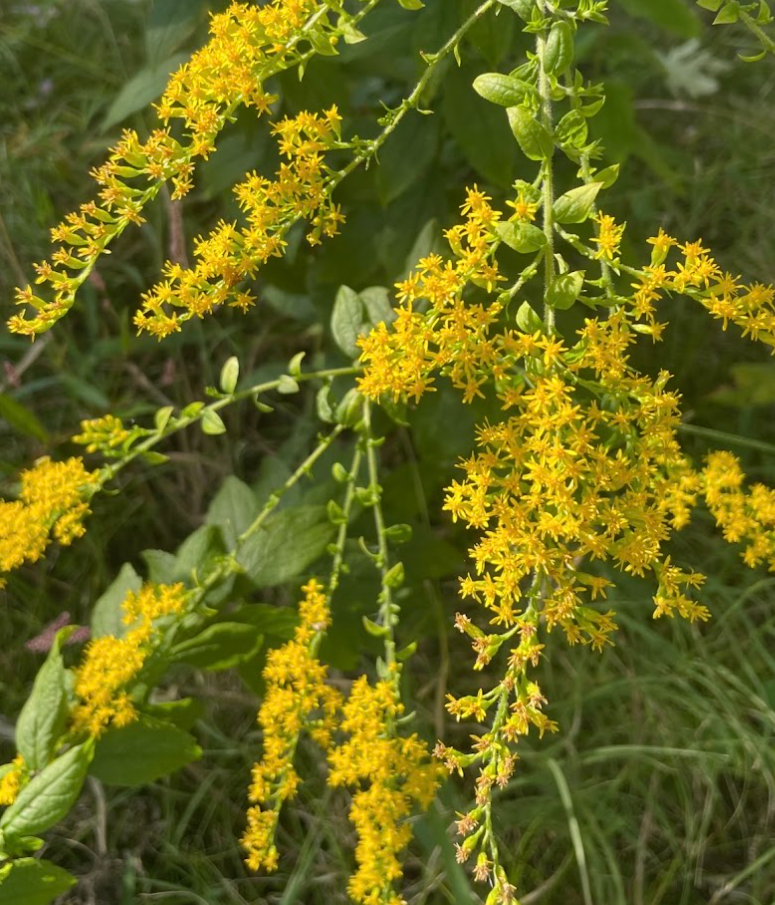 Wrinkleleaf Goldenrod, Solidago rugosa